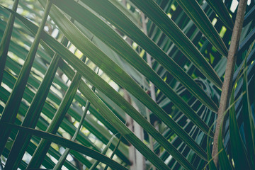 Closeup of green tropical plants