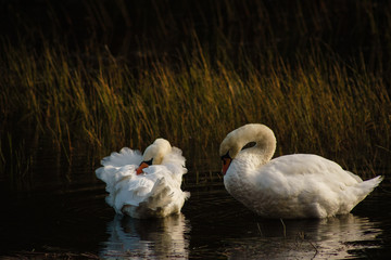 Pentland Swans