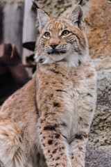 Eurasian lynx (lynx lynx) sitting and looking to the left