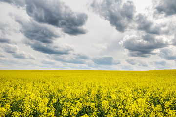 Fototapeta premium Spring landscape with yellow flowering colza fields under dramatic sky