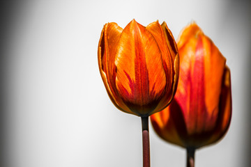 Tulips, tulipa blooming in spring time, dyed with a wide variety of colors