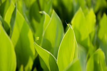 green leaves of tree in spring