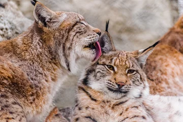 Foto op Aluminium Euraziatische lynx (lynx lynx) die andere lynxen schoonmaakt met zijn tong © Martin
