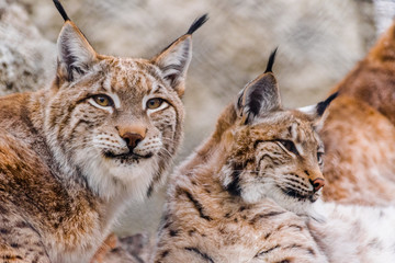 Eurasian lynx (lynx lynx) resting together with other lynx