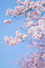 満開の桜の花