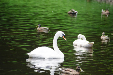Swan on water in pond