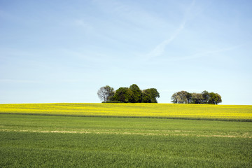 Fields and group of trees at the top