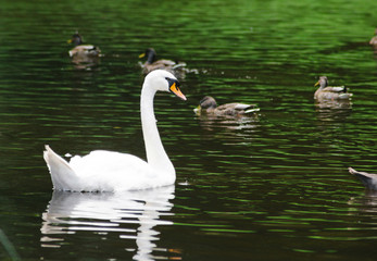 Swan on water in pond