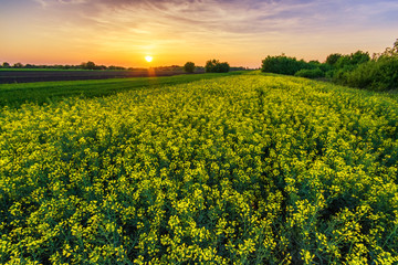 Beautiful vibrant yellow flower rapeseed field in spring