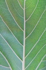 Obraz premium フィカスベンガレンシスの葉