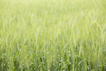 field of green wheat