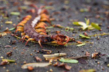 centipede