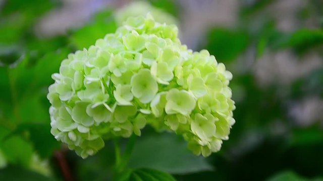 Viburnum opulus, Viburnum opulus roseum, Viburnum Boule de Neige, flowers