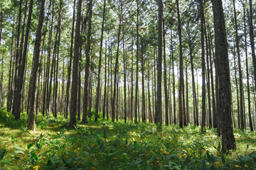 Obraz premium Pine tree forest cover with ginger family (Zingiberaceae) plant on the ground. Taken from Southeast Asia.