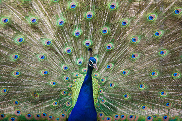Obraz premium Beautiful peacock in vibrant colors close up