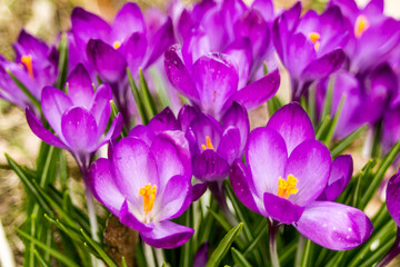 Obraz premium Crocus, plural crocuses or croci is a genus of flowering plants in the iris family. A single crocus, a bunch of crocuses, a meadow, close-up