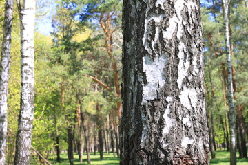 Obraz premium brzozy z białą korą latem w gaju brzozowym