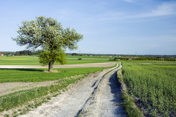 Fototapeta na wymiar Fields and meadows, country road and flowering tree