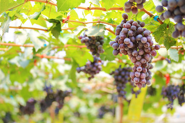 bunch of red grapes on the vine with green leaves