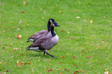 Geese