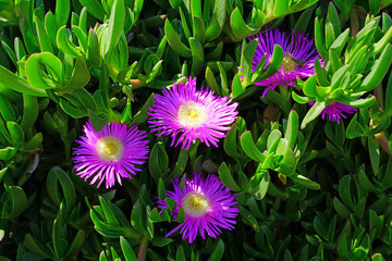 Carpobrotus succulent plant with pink flowers