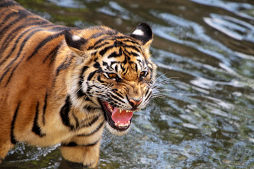Fototapeta na wymiar Sumatran tiger cub