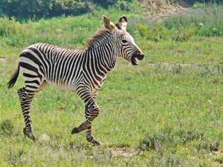 Fototapeta na wymiar Freude am Leben - Zebra Baby