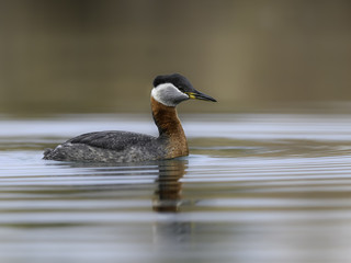 Fototapeta premium Red Necked Grebe Swimming