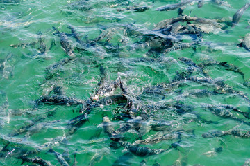 fish revolutionized in the sea