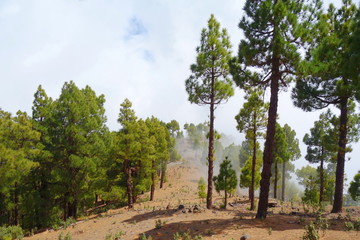 Landscape of a hiking trail GR131 Ruta de los Volcanes with canarian pine trees leading from Fuencaliente to Tazacorte on La Palma, Canary Islands, Spain