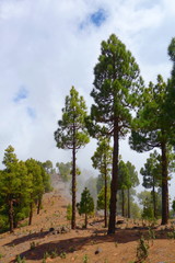 Fototapeta premium Landscape of a hiking trail GR131 Ruta de los Volcanes with canarian pine trees leading from Fuencaliente to Tazacorte on La Palma, Canary Islands, Spain