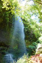 Los Tilos waterfall in nature reserve covered mostly by laurel forest in La Palma, Canary Islands, Spain
