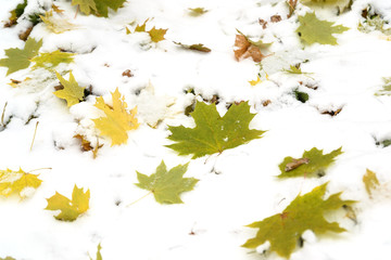 autumn leaves in the snow . Maple Leaf Covered in Snow