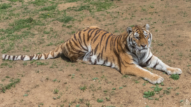 Siberian tiger or Amur tiger, portrait
