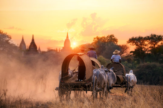 Myanmar Transport by local cattle carts of Bagan, Mandalay, Burma at sunset.
