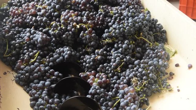 Verema Vendemmia Vendange &Tau;&rho;ύ&gamma;&omicron;&sigmaf; Vendimia Harvest wine video Traubenlese Winobranie 收穫 葡萄酒 V&euml;nd&euml;mmia Vindima Vintage Миллезим
