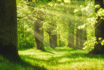 magic sunny forest