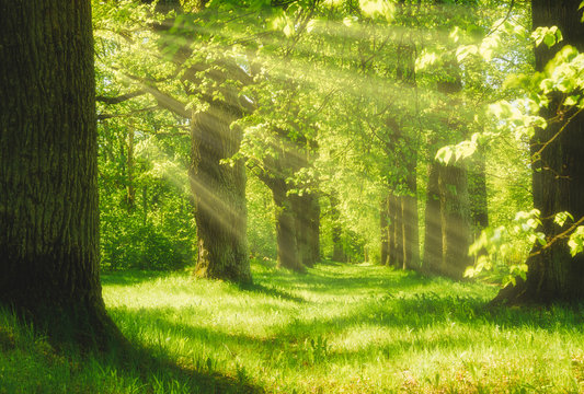 magic sunny forest