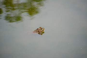 American Bullfrog in a Virginia pond during the summer