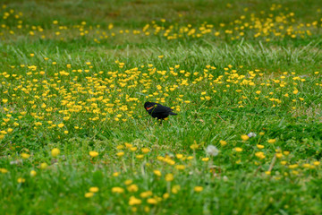 Red winged blackbird in a field of yellow wildflowers