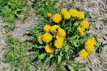 Löwenzahn, Taraxacum officinale, blühend © Franz Gerhard