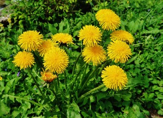 Obraz premium Mniszek lekarski, Taraxacum officinale, kwitnący