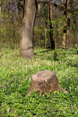 Obraz premium stary drewniany pień w lesie