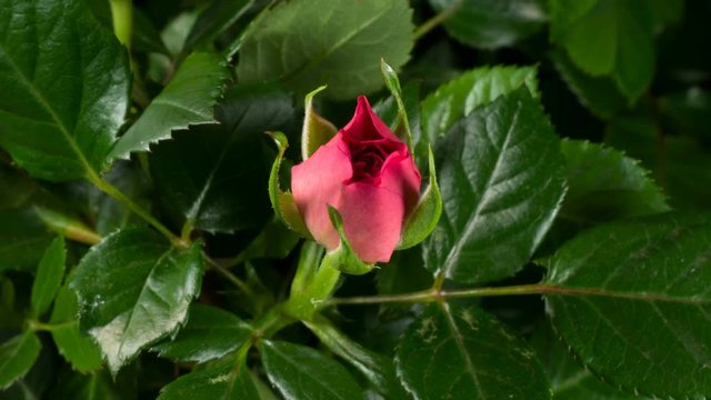 Timelapse of pink rose growing blossom from bud to big flower on green leaves background
