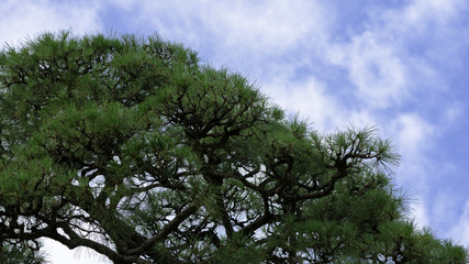 pine tree with blue sky 