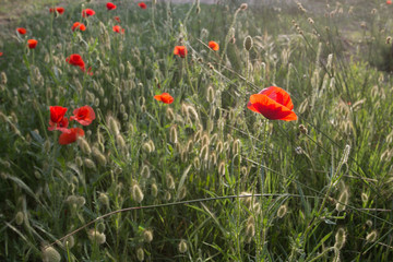 red poppy flowers on the sunny meadow