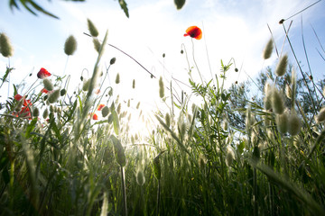 red poppy flowerd on the summer meadow