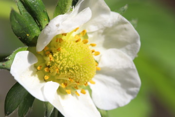 Strawberry flower