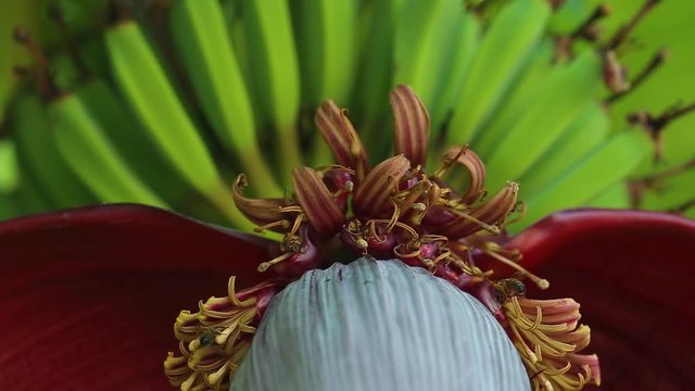 Closeup view of huge flower hanging on palm tree and small green bananas and many bees searching for nectar. 
