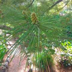 Green young cone of cedar on a branch.